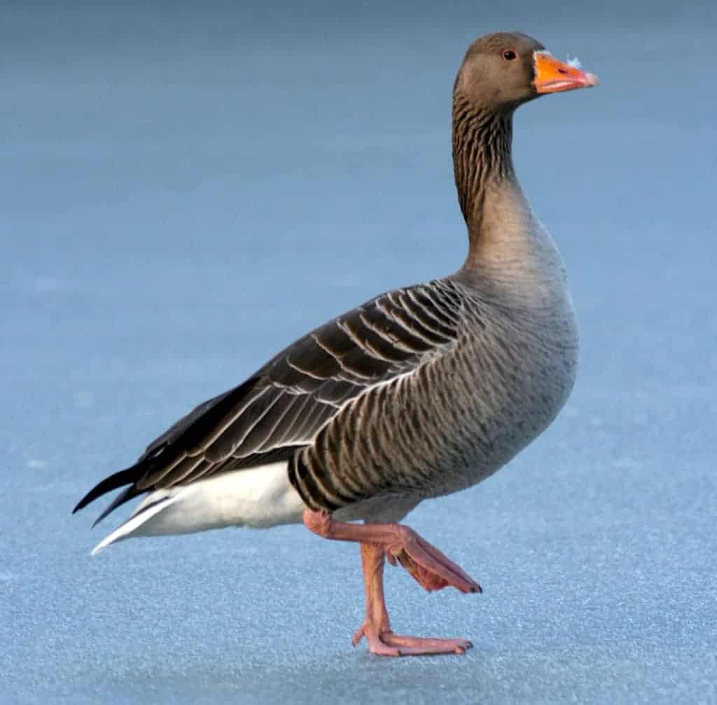 Greylag goose standing on ice