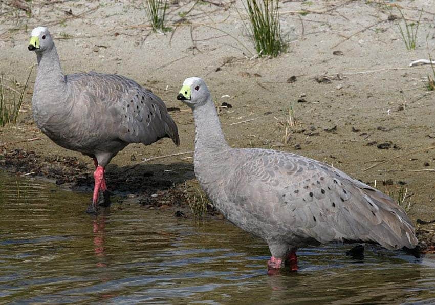 Cape Barren Geese standing at the water's edge