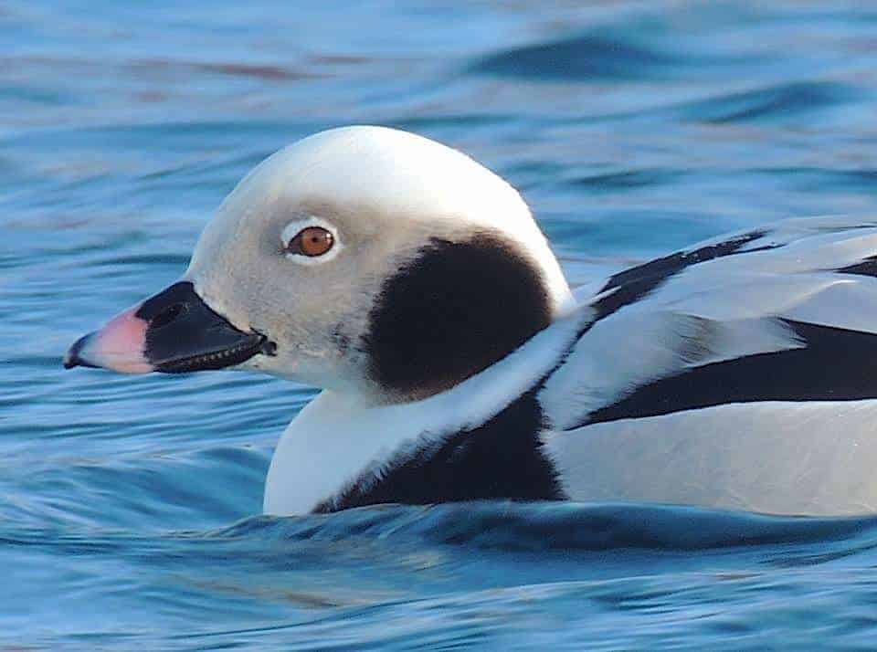 Head of a male long-tailed duck at sea.
