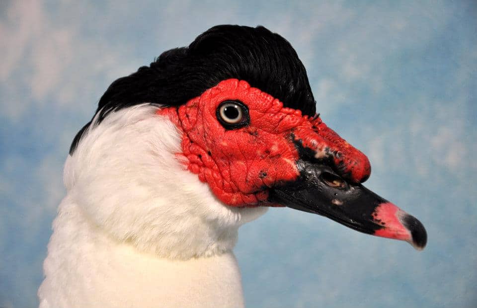 domestic Muscovy face