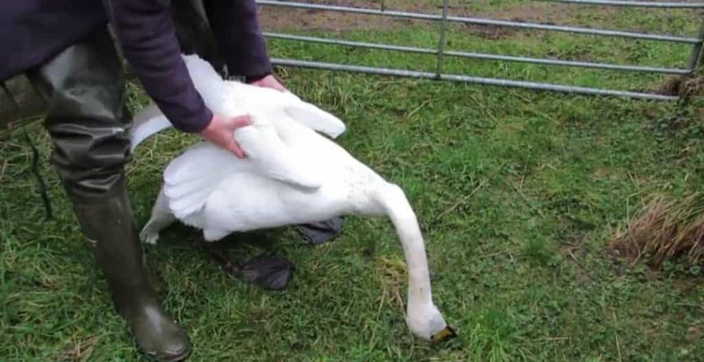 Whooper swan with lead poisoning