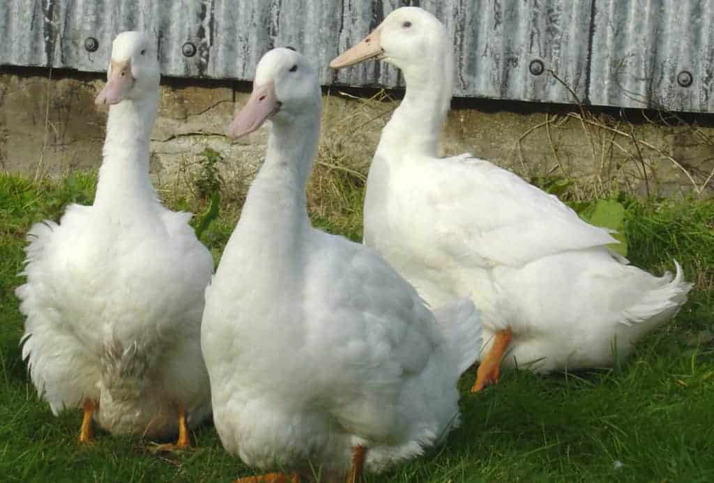 Aylesbury Ducks