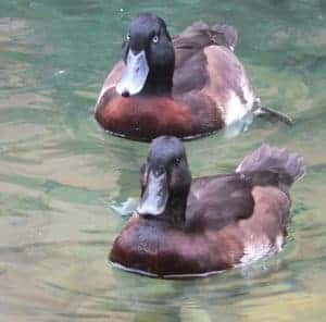 pair of Baers Pochard swimming