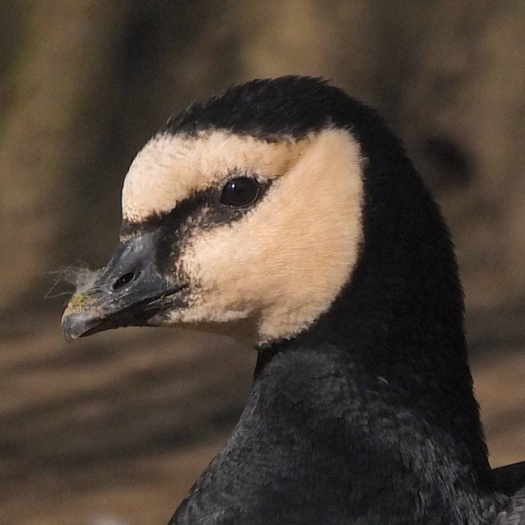 portrait of a Barnacle goose
