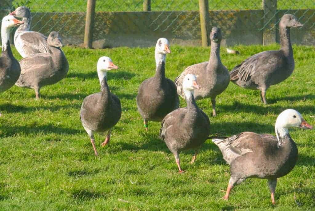 Small flock of Snow Geese (blue phase)