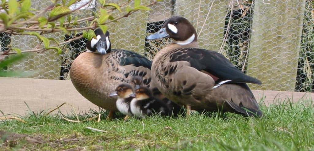 Spectacled or Bronze-winged ducks with ducklings