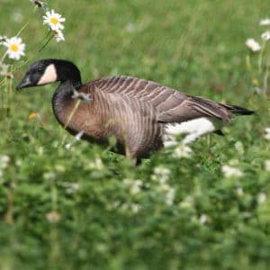 Cackling Goose in a field with daisies