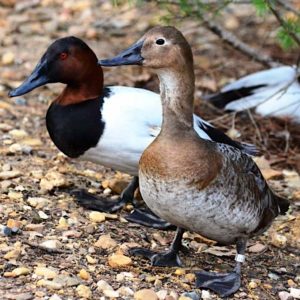 pair of Canvasback Ducks