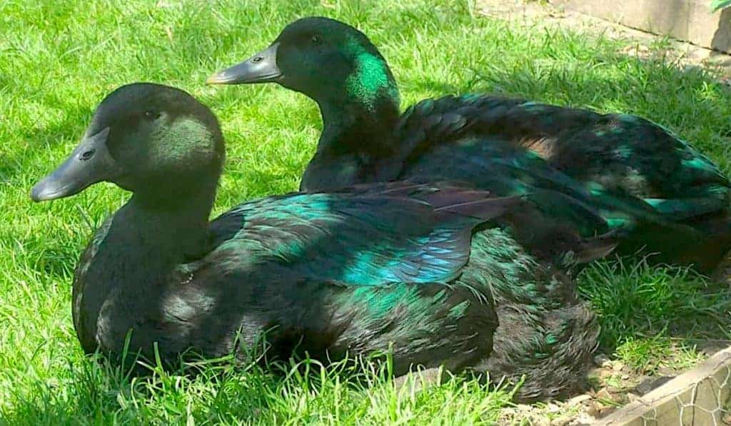 Cayuga Ducks