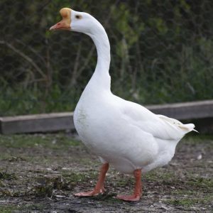 Chinese goose