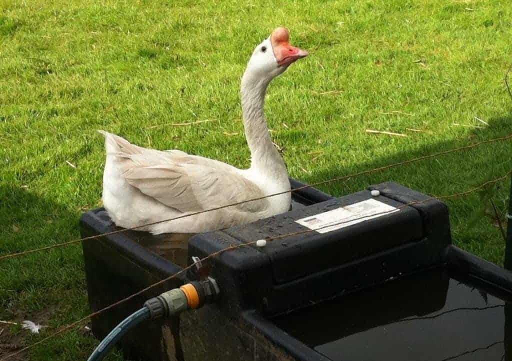 Chinese goose in a sheep drinker