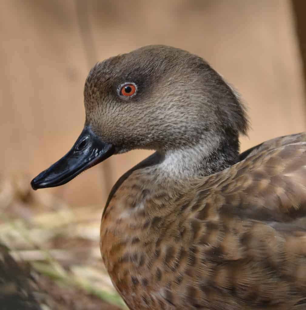 portrait of a Patagonian Crested duck