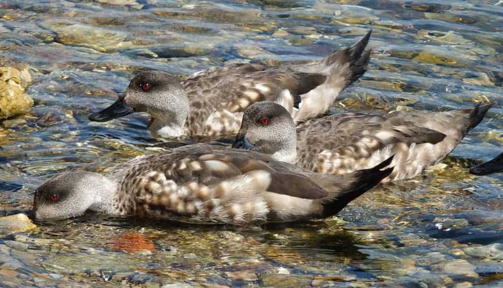 wild crested ducks at Port Stanley, FI