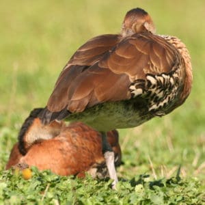 West Indian or Cuban Whistling duck having a snooze