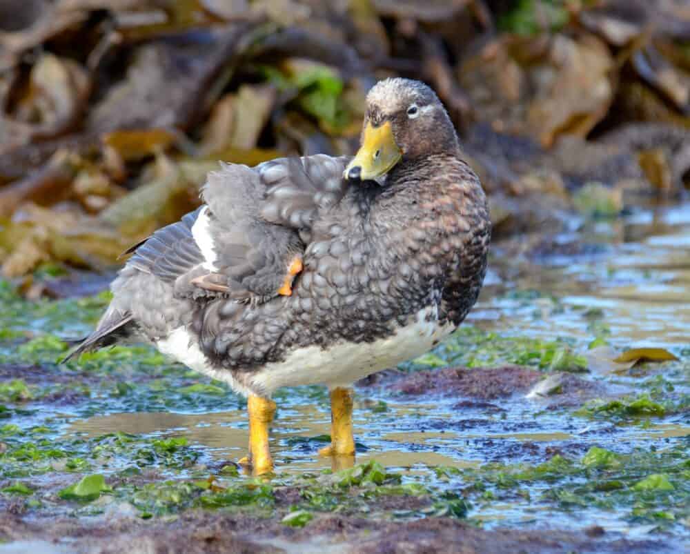 Falkland Steamerduck