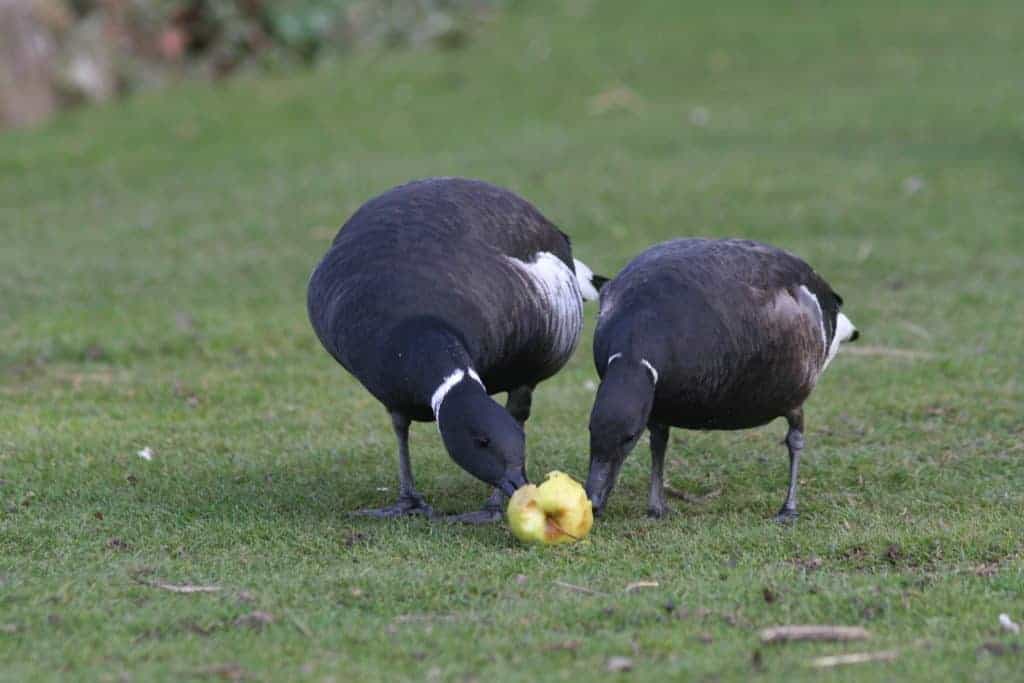 2 dark-bellied Brent eating an apple