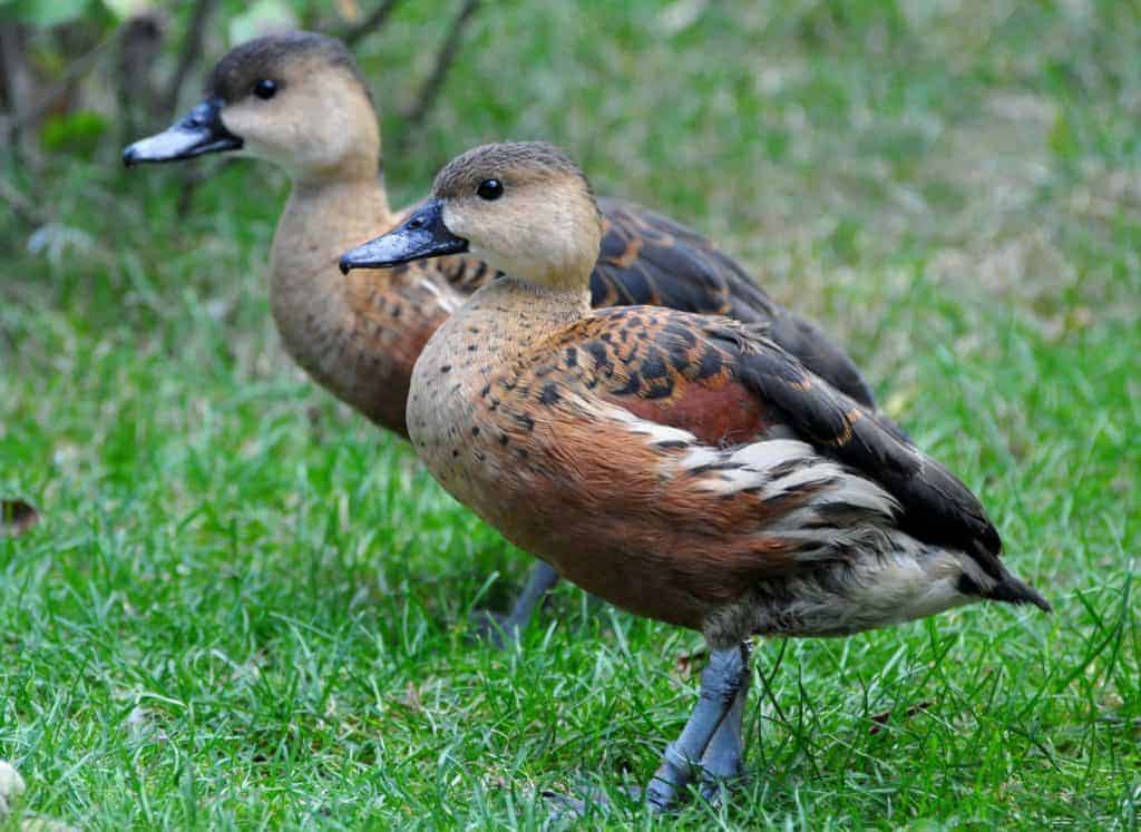 2 East Indian Whistling Ducks standing on grass