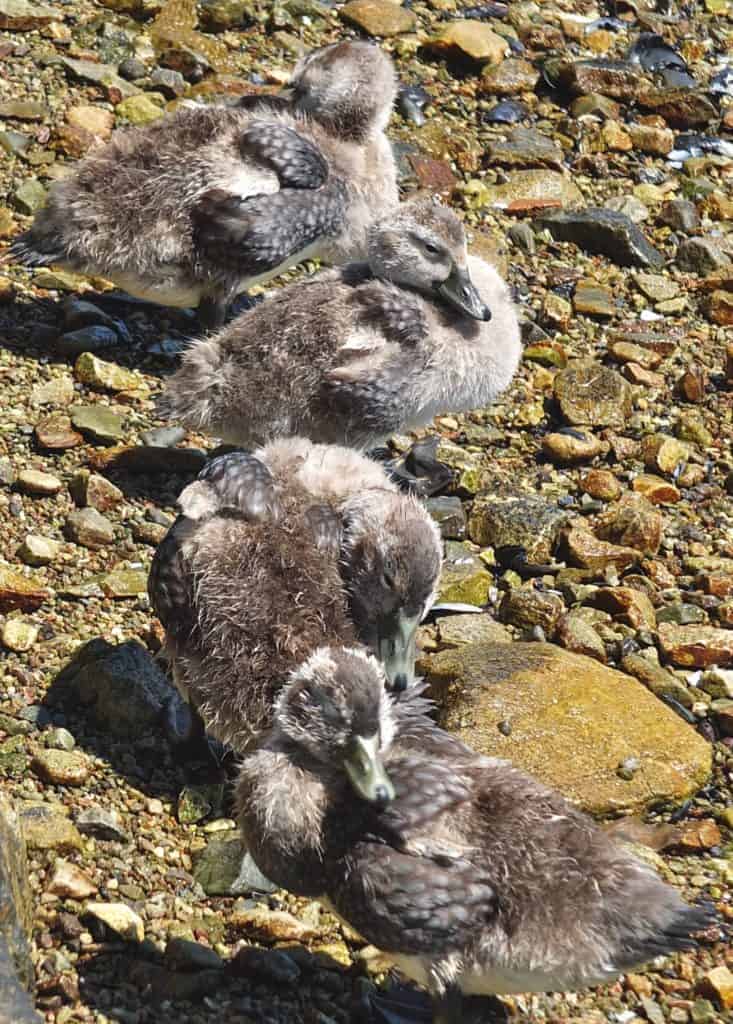 4 Falkland Steamer ducklings at Stanley, FI