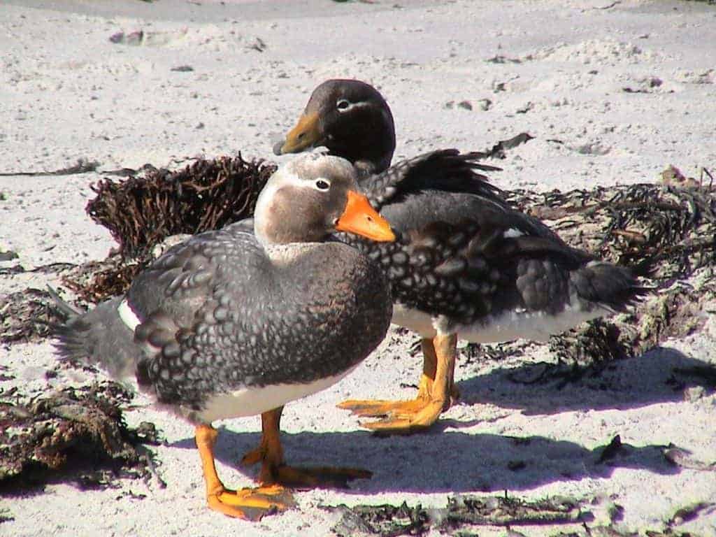 Pair of Falkland Steamerducks on a beach