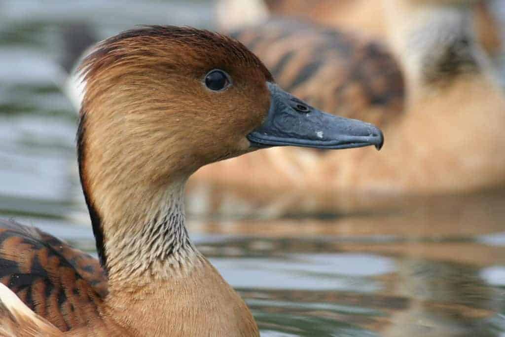 head shot of Fulvous Whistling duck swimming