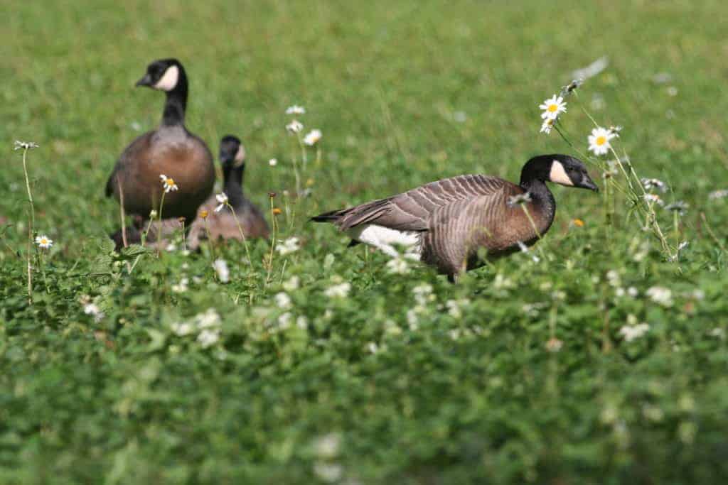 Cackling geese in a field with daisies