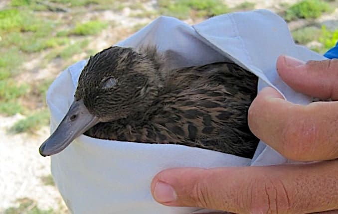 Young adult Laysan duck obviously not well, held in a bag by a carer