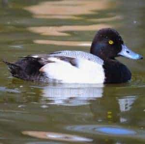 Lesser Scaup