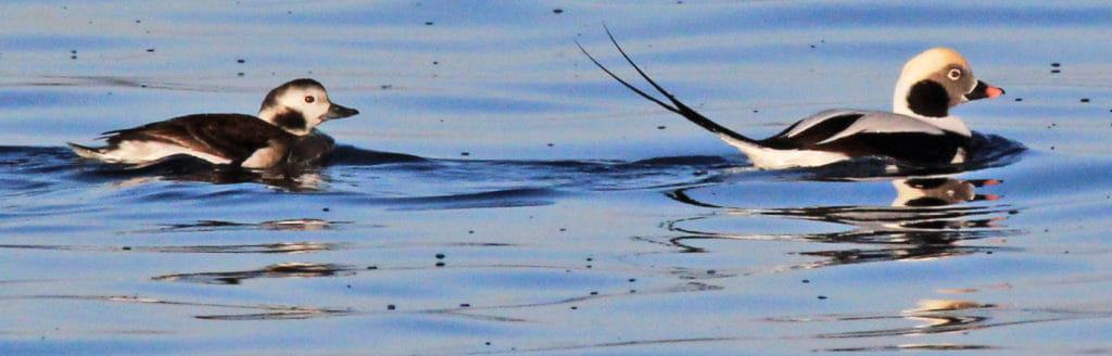 pair of wild Long-tailed Ducks swimming