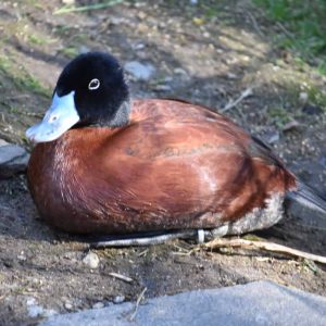 Maccoa Duck loafing on the bank