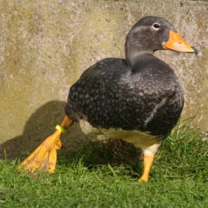 Magellanic Steamerduck showing its huge feet