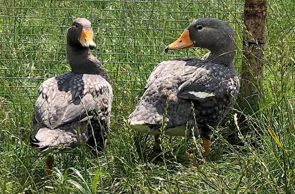 Magellanic Steamerduck