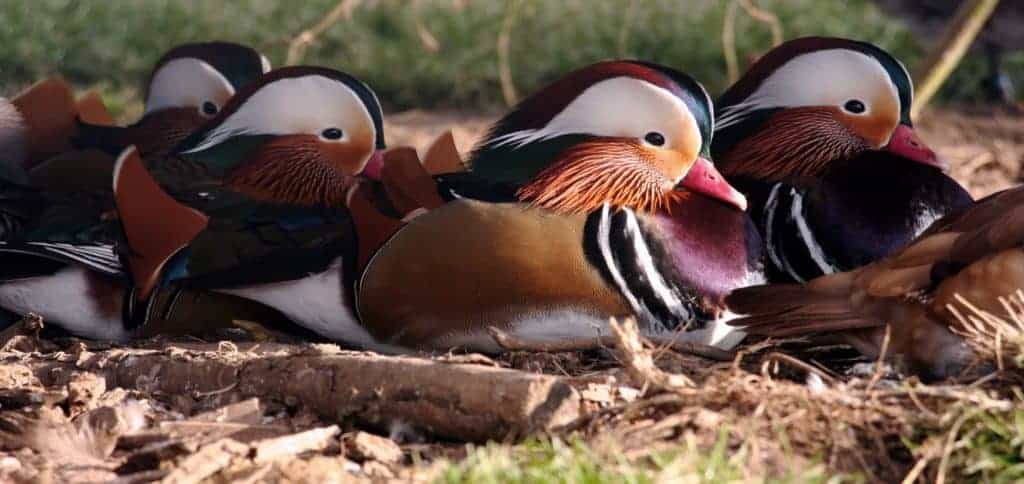 Mandarin drakes sitting pretty