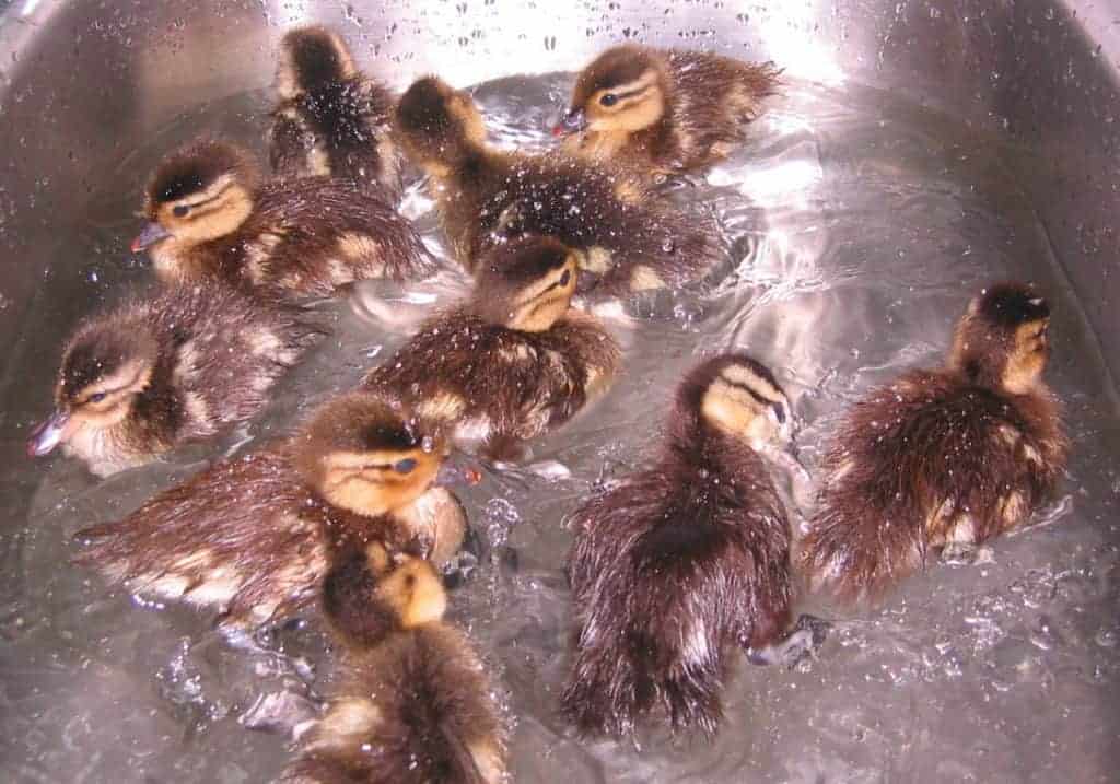 Mandarin ducklings in a sink