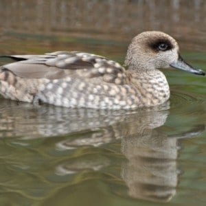 Marbled teal