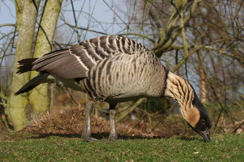 Nene goose grazing