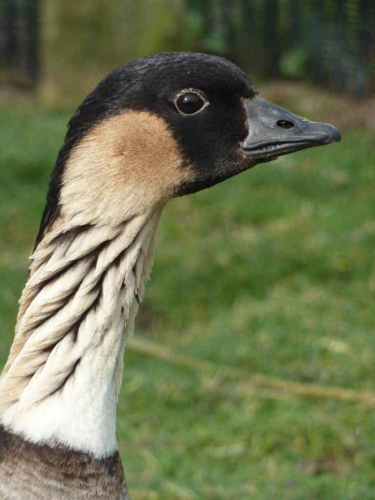 NeNe goose