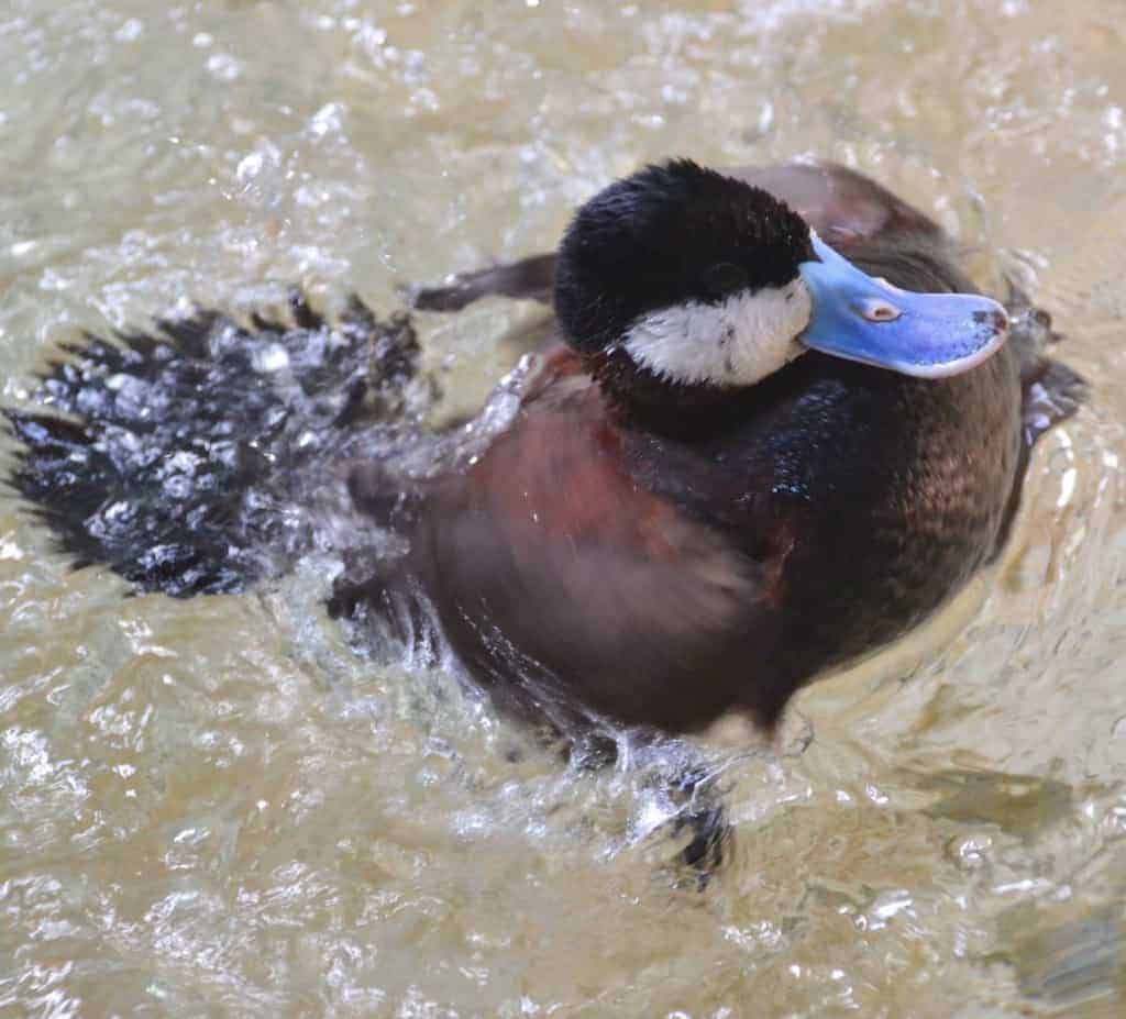 North American Rudd Duck in clear water, seen from above.