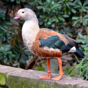 Orinoco Goose standing on a wall