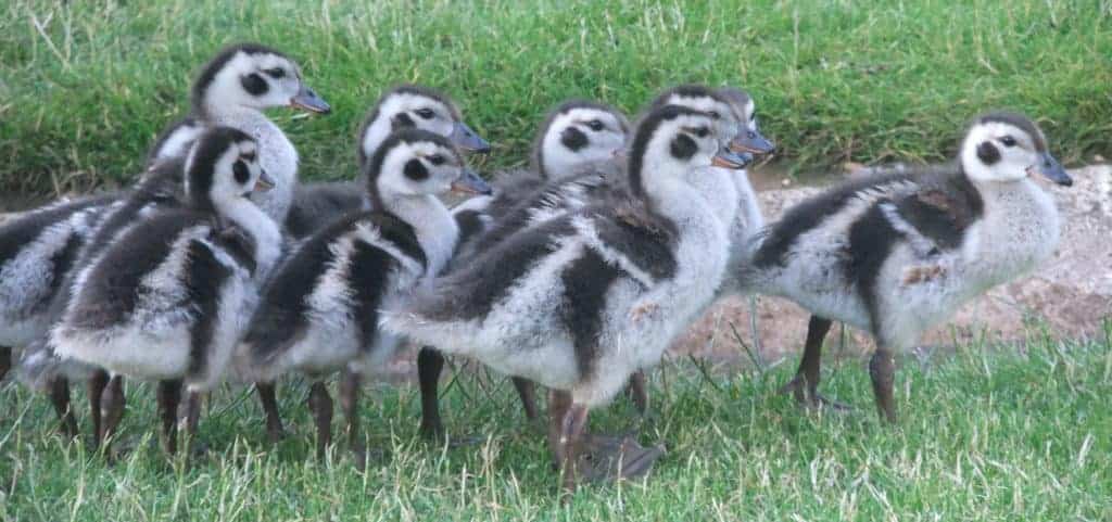 Orinoco goslings