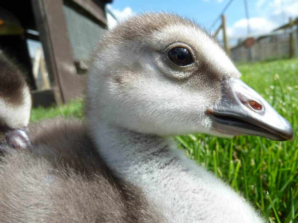 Nene gosling