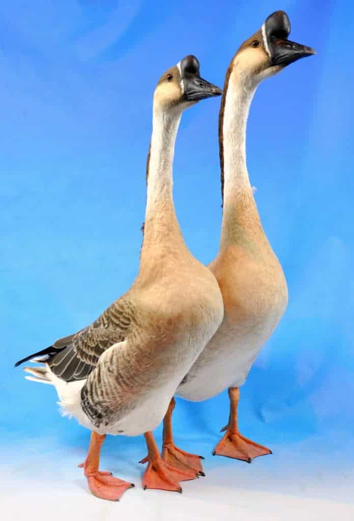 Pair of Chinese geese on blue photographer's backdrop