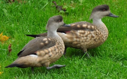 a pair of Patagonian crested ducks on grass
