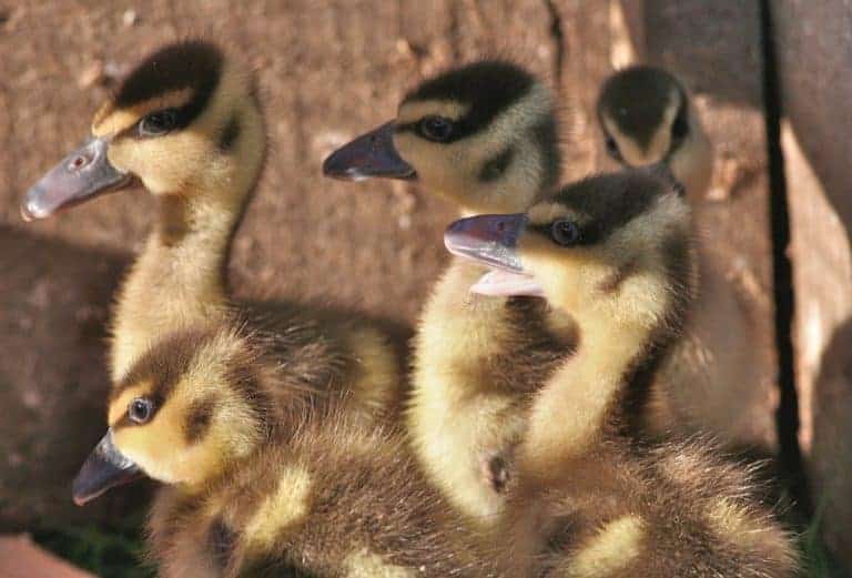 Plumed Whistling ducklings in an outdoor brooder