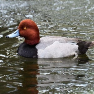 Redhead duck swimming