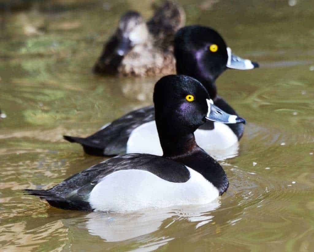 Ring-necked drakes swimming