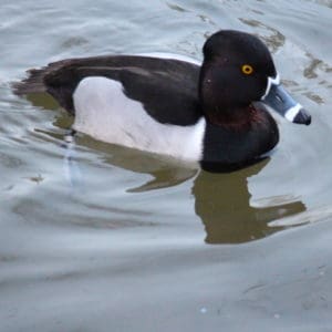 Ring-necked Duck swimming