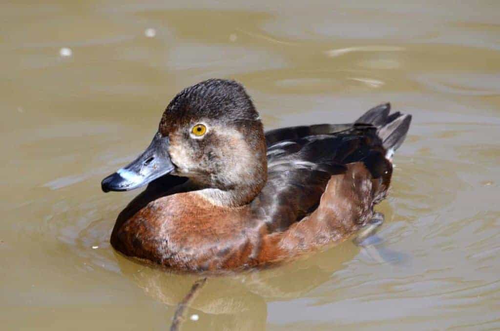 female Ring-necked Duck swimming