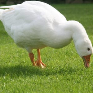 Roman Goose grazing on a lawn