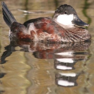 Ruddy Duck