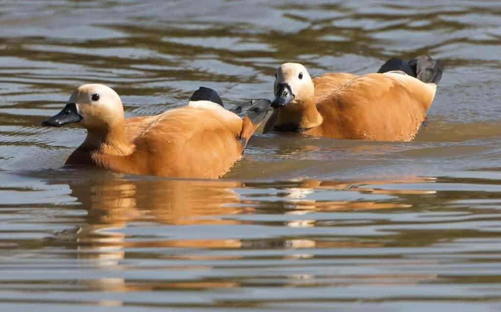 2 Ruddy Shelduck swimming